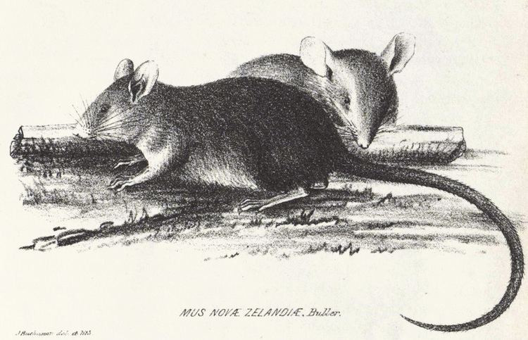 Polynesian rat