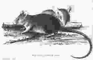 Polynesian rat