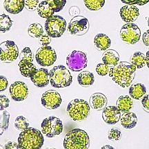 protoplast