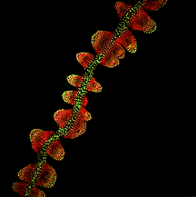 transgenesis