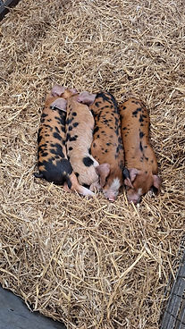 Four ginger and black spotted piglets sleeping huddled together on a bed of golden straw