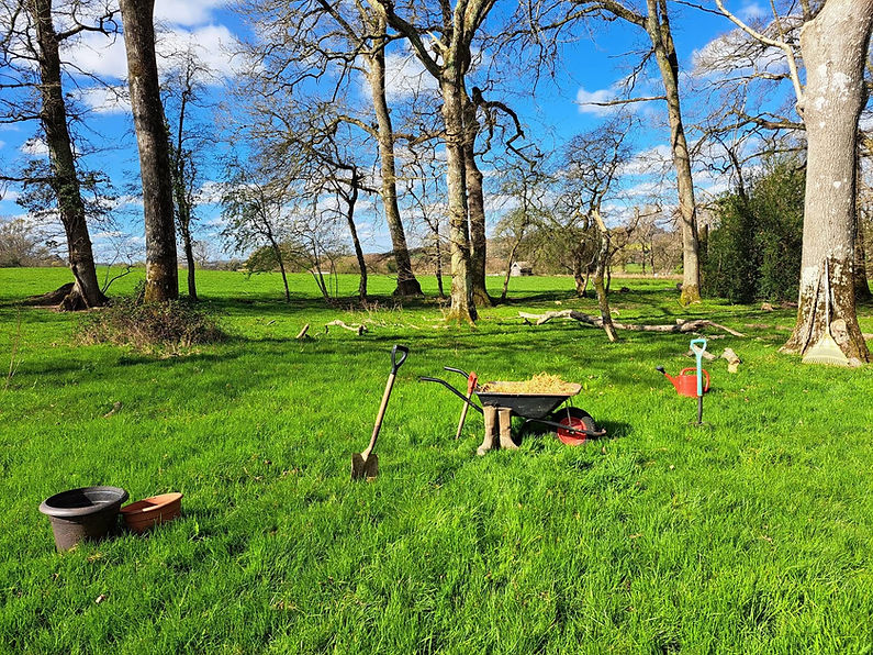 Lush green grassy field with tall trees and a bright blue sky in a sunny outdoor setting