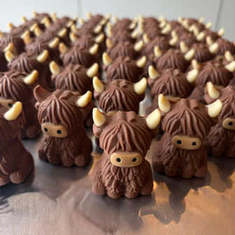 Choloclate highland cows