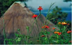 Flowers near hut