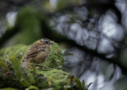 Copetón (Zonotrichia capensis)