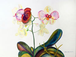 Elegant Orchid