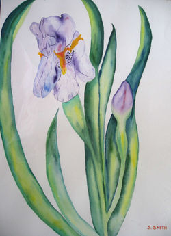 White Perfumed Iris