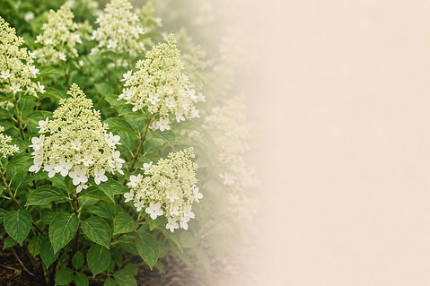 Hydrangea, Limelight.jpg