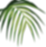 Tropical Leaf