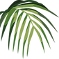 Tropical Leaf