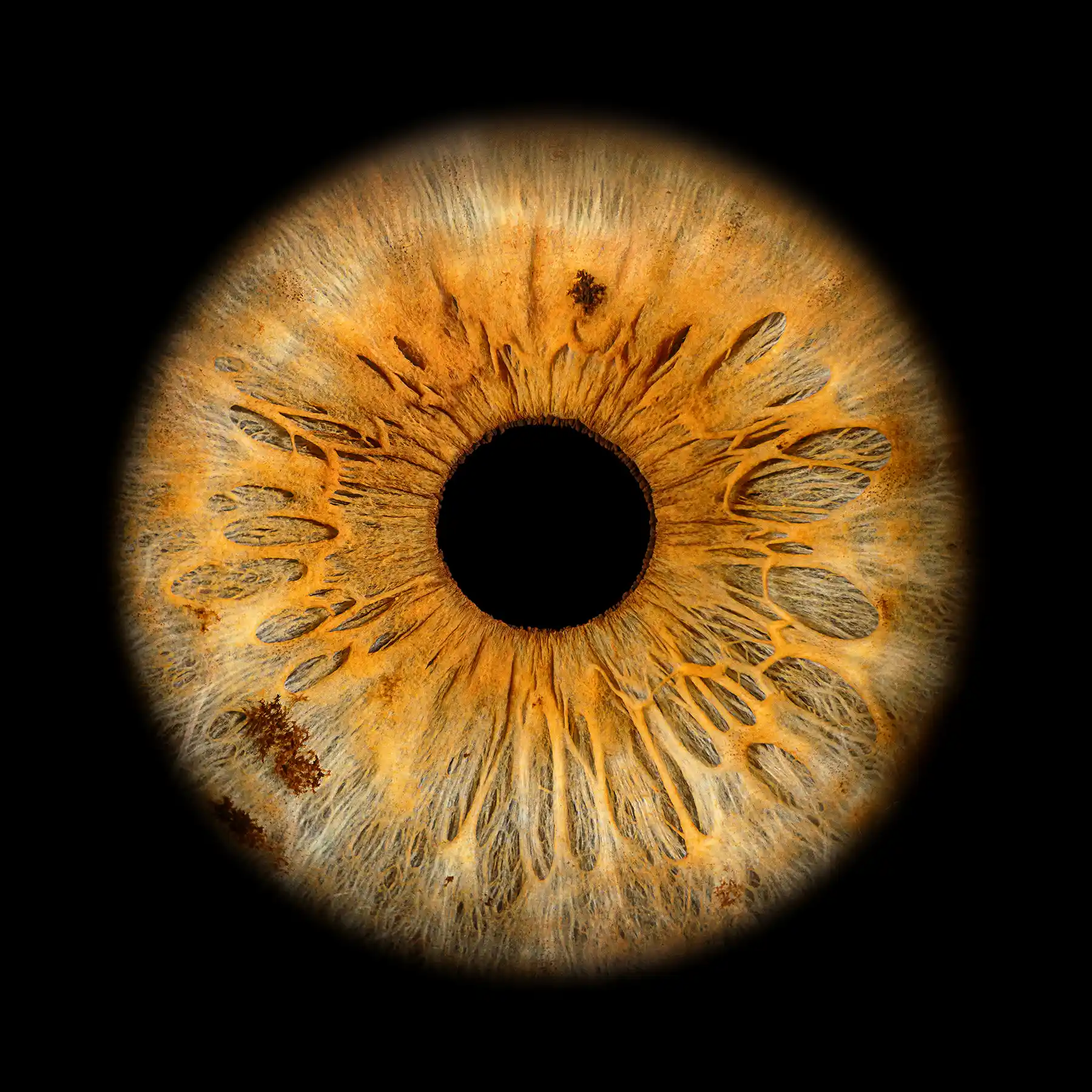 Iris Foto Chur 17.webp
