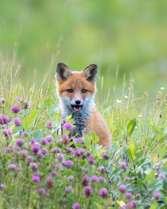 8. Rang offener Fotowettbewerb 2024 zum Thema "Tierisch"