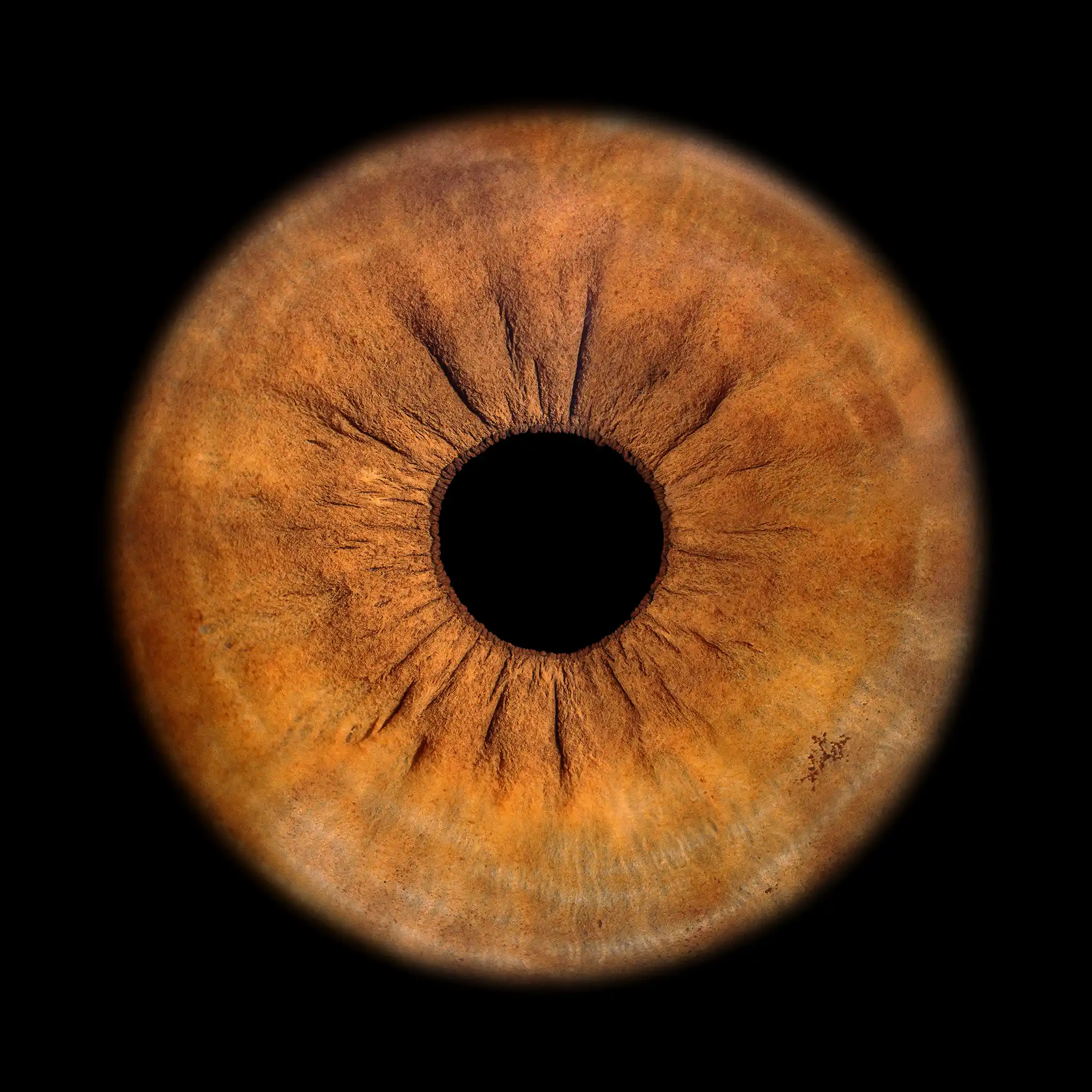 braune Iris mit kleinen blauen Bereichen