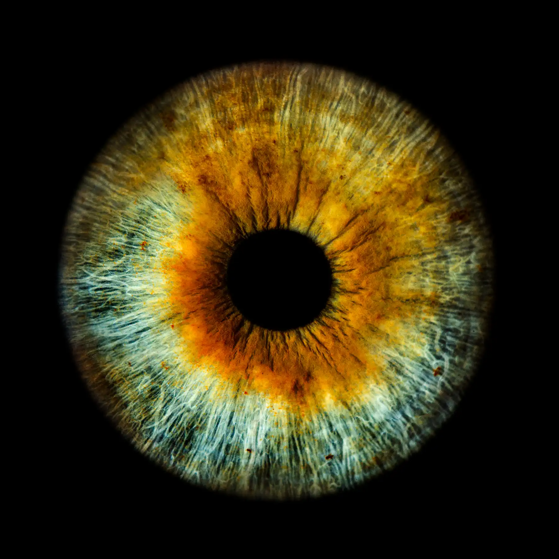 Irisfoto von Mitbewerbern