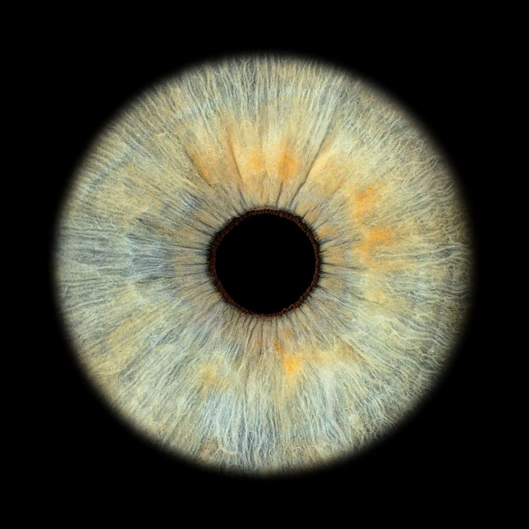 deine Irisfotografie für Einzelpersonen