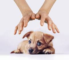 Animal Reiki Healing