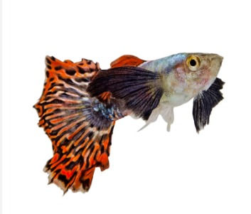 Elephant Ear Guppies