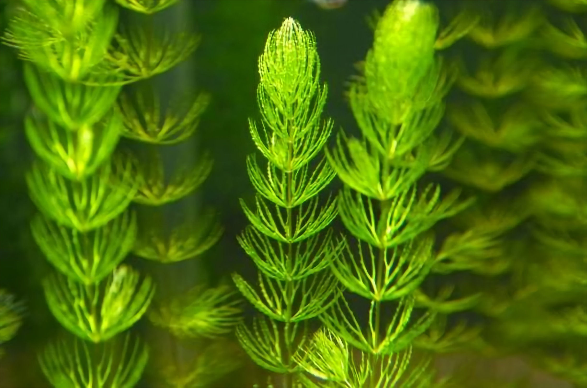 Hydrilla ( 1 Stemp )