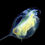 Thumbnail: Daphnia Live starter culture