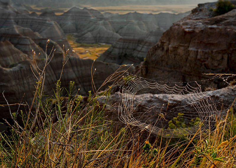 _DSC1395-Spider(800)1