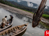 Ríos de mercurio: expertos y legisladores proponen medidas en Perú y Bolivia tras la investigación de Mongabay Latam