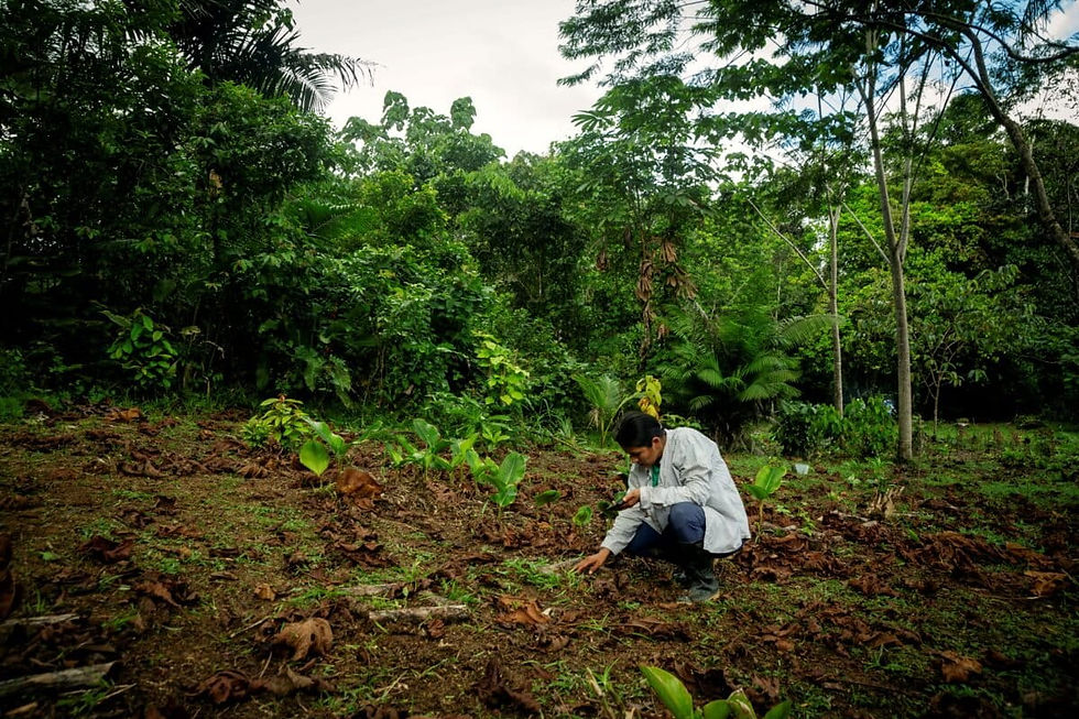 Avita Taricuarima posee una chacra en el bosque de Panguana, donde trabaja con sus plantas. Foto: Patrick Murayari