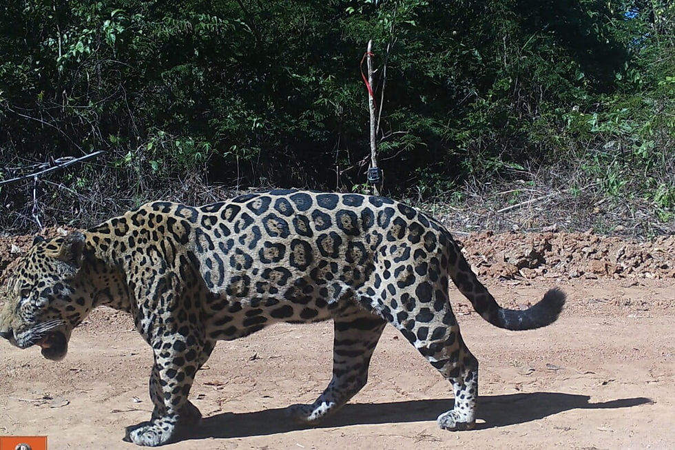 El software de IA denominado Animl (Animal Machine learning) permitió discriminar, entre numerosas fotos y vídeos de animales, esta imagen de un jaguar. Al fondo se distingue una de las cámaras que se ponen en cada estación. Foto: Programa Jaguar