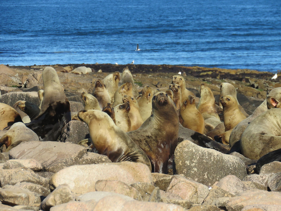 Islote Lobos es un importante apostadero de los lobos marinos. Foto: cortesía Parques Nacionales