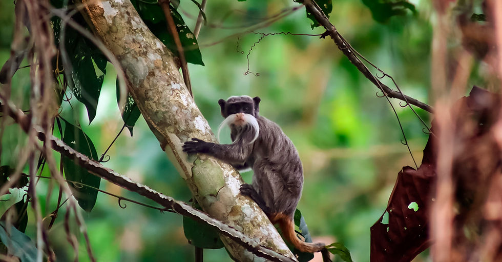 Un estudio identificó los corredores naturales más importantes para conectar la Amazonía con los Andes. Foto: Cortesía Conservación Amazónica (ACCA)