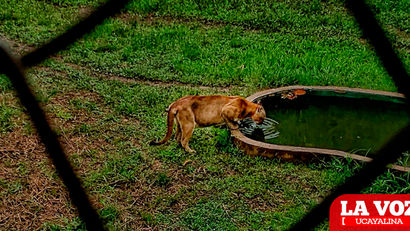 Alertan que "no hay presupuesto" para alimentar a los animales del Parque Natural