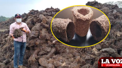 Investigadores de la UNU crean envases biodegradables a partir de residuos de palma aceitera