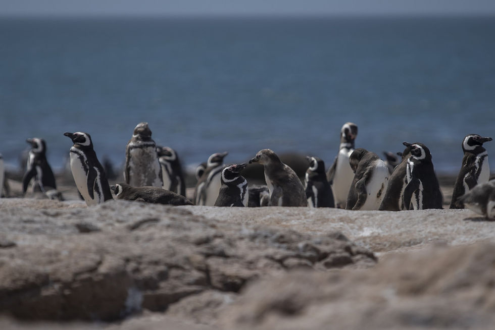 El punto más septentrional de anidación de los pingüinos de Magallanés (Spheniscus magellanicus) está en Islote Lobos. Foto: cortesía Parques Nacionales