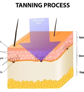 Tanning-Process.webp
