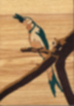 Oiseau du Nicaragua