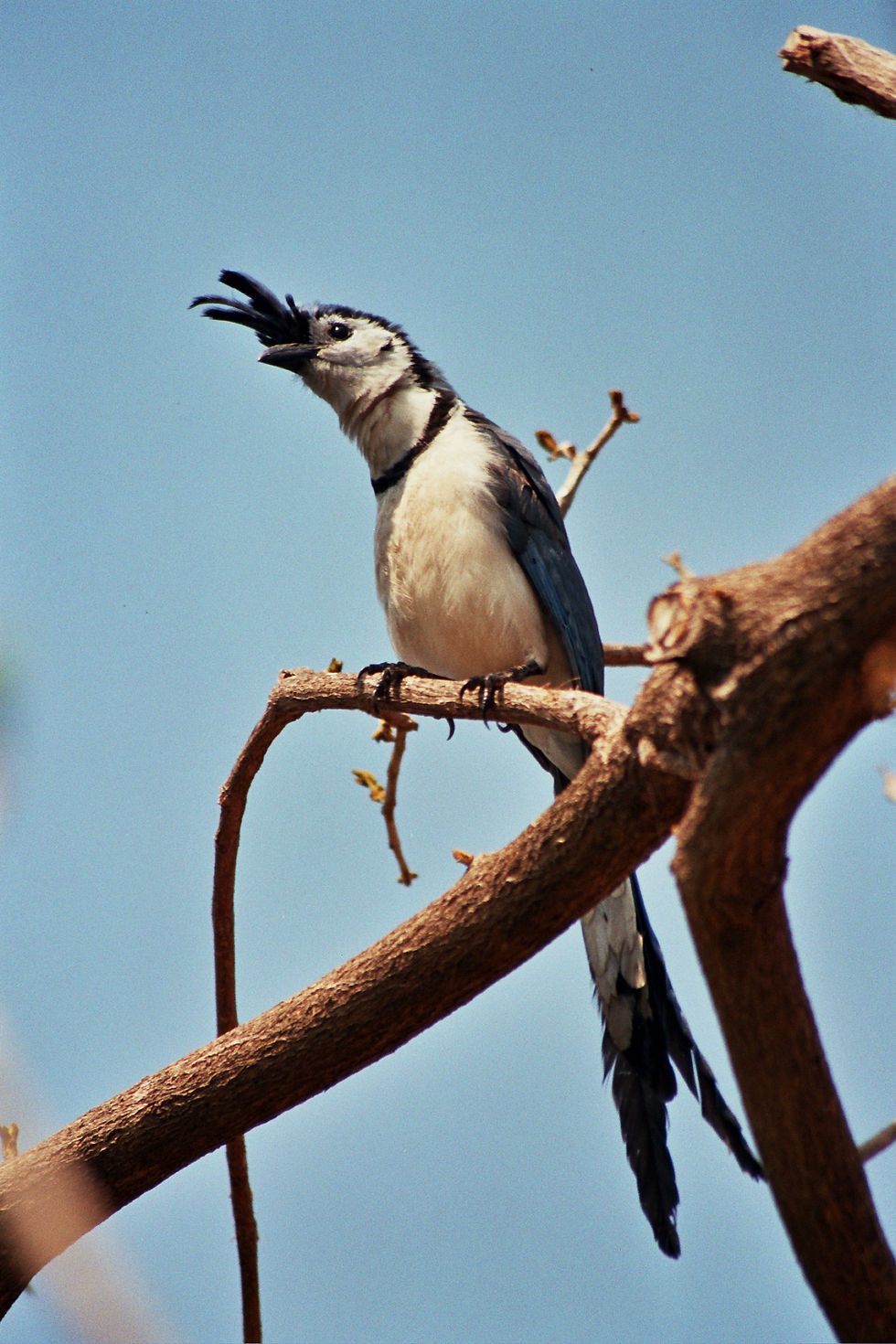 Nicaragua oiseau