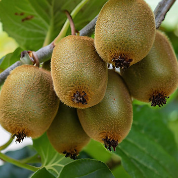 kiwi.jpg