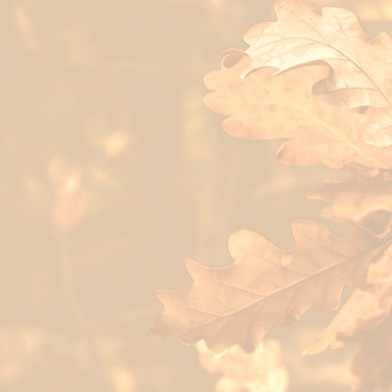 Oak Leaves background (1)_edited_edited_edited_edited.jpg