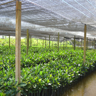 Regal Jewelry's mangrove planting project.