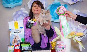 британская длинношерстная, британская длинношерстная кошка, миранжел, мирангел, купить британского котенка москва, купить котенка в москве, британская кошка, британский котенок, Mirangel, персидский котенок купить, Miranzhel, питомник британских кошек