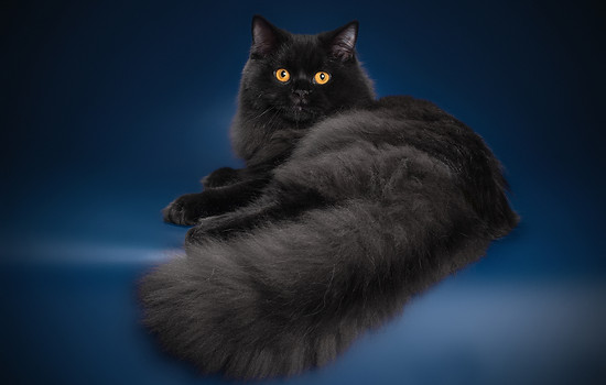 британская длинношерстная, британская длинношерстная кошка, миранжел, мирангел, купить британского котенка москва, купить котенка в москве, британская кошка, британский котенок, Mirangel, britanica cat, Miranzhel, питомник британских кошек