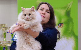 британская длинношерстная, британская длинношерстная кошка, миранжел, мирангел, купить британского котенка москва, купить котенка в москве, британская кошка, британский котенок, Mirangel, персидский котенок купить, Miranzhel, питомник британских кошек