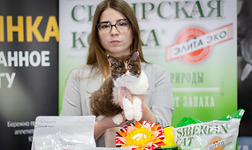 британская длинношерстная, британская длинношерстная кошка, миранжел, мирангел, купить британского котенка москва, купить котенка в москве, британская кошка, британский котенок, Mirangel, персидский котенок купить, Miranzhel, питомник британских кошек