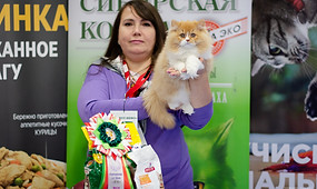 британская длинношерстная, британская длинношерстная кошка, миранжел, мирангел, купить британского котенка москва, купить котенка в москве, британская кошка, британский котенок, Mirangel, персидский котенок купить, Miranzhel, питомник британских кошек