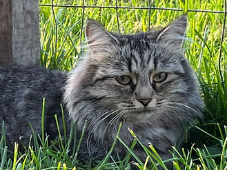 SiberianCat_edited.jpg