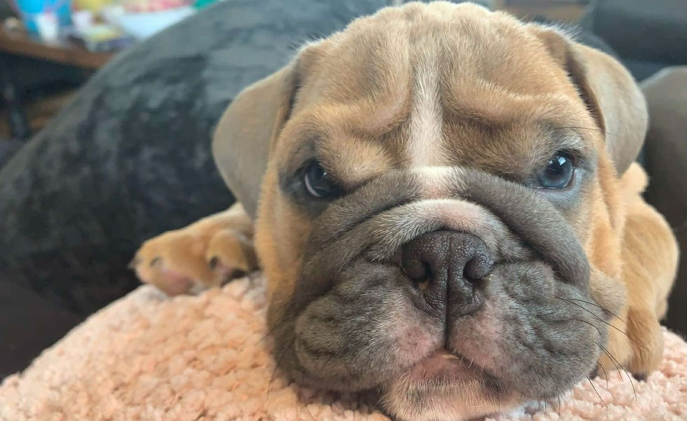 English Bulldog puppy
