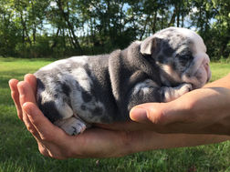 English Bulldog puppy