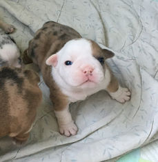 English Bulldog puppy