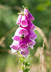 Foxglove.jpg