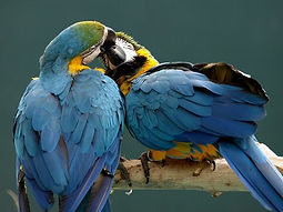Breeders and suppliers of hand raised parrots, Cape Town