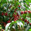 Thumbnail: Ethiopië - Yirgacheffe Organic